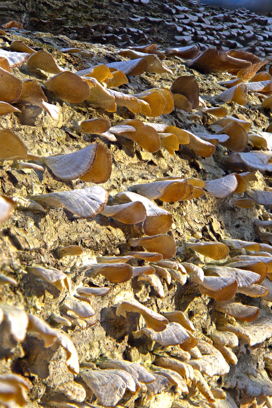 A close-up photograph of clusters of bright orange, fan-shaped fungi growing on rough tree bark. The mushrooms display prominently visible orange gills on their undersides, with a fuzzy or hairy texture along their edges and pale white or cream-colored areas between and beneath the caps. The fungi grow in overlapping shelf-like formations against the cracked, grayish-brown bark surface, while a softly blurred background suggests additional orange fungi in the distance.